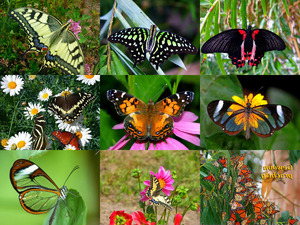 Foire Aux Papillons