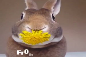Frohe Ostern
