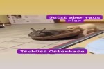 Jetzt-aber-tschüss-Osterhase.mp4 auf www.funpot.net