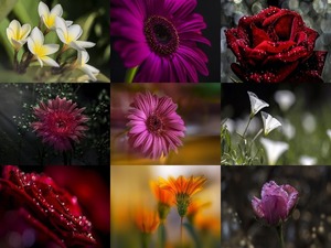 Les fleurs - Nasser Osman - Blumen ... nicht blttern