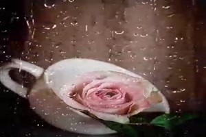 Verregnete Rose