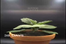Tolles Zeitraffer-Video zum Pflanzenwachstum