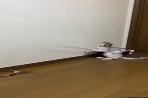 Katze bespaßt sich selber