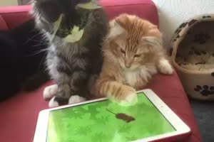Katzen am Tablet