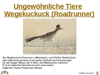 ungewhnliche Tiere - Wegekuckuck