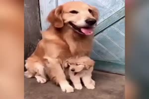 My last Puppy is NOT for Sale11