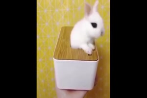 Lustige-Tiere.mp4 auf www.funpot.net