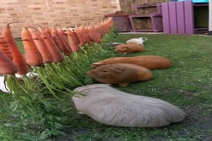 Meerschweinchen im Karottenhimmel