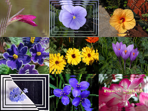 amazingflowers-090523043702-phpapp02