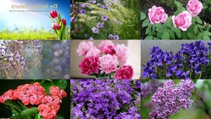 De belles Fleurs - Schne Blumen