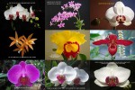 Orchideen-und-Gedanken.pps auf www.funpot.net