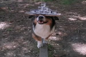 Hund kann balancieren
