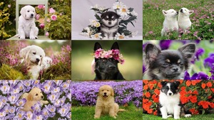 Dogs and Flowers