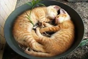Wo Katzen gerne schlafen