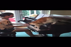 Katze auf dem Klavier