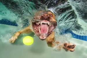 Hunde unter Wasser - Schnappschüsse