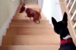wie Hunde die Treppe bewltigen