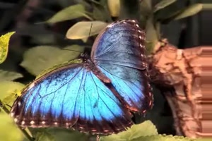 Butterfly my butterfly