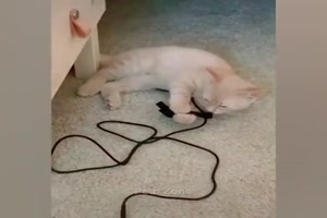Was-Katzen-so-alles-anstellen.mp4 auf www.funpot.net