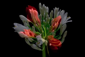 Fleurs Magnifiques - Schöne Blumen