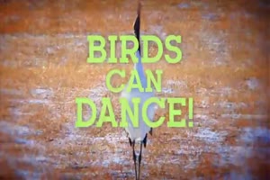 birds can dance