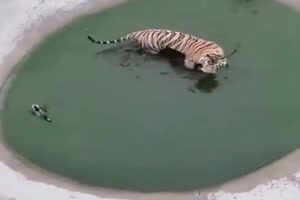 Ente verppelt Tiger