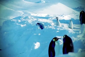 Lustige Pinguin - Feals