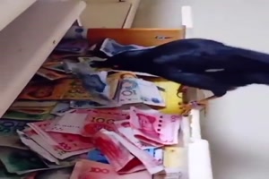 Vogel bringt Geld ins Haus