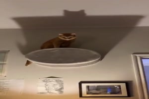 Dieser-Katzenblick.mp4 auf www.funpot.net