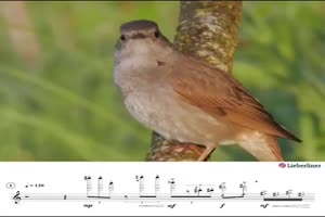 Tiere singen nach Noten