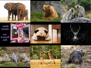 Bilder Galerie von Rocco Aika vom 09022021 Tiere 1