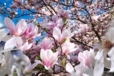 Les Magnolias - Musique Paul Mauriat - Magnolien