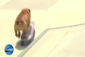 eine Bulldogge im Skateboard-Fieber