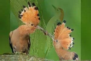 tolle Schnappschuesse - farbenpraechtige Vogelwelt