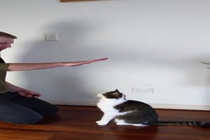Training mit der Katze