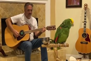 ein Papagei mit Freude am singen