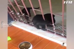 Katze-soll-dem-Welpen-helfen.mp4 auf www.funpot.net