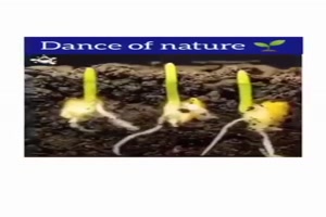 Dance of Nature