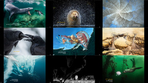 BigPicture Natural World Photography Competition 2021