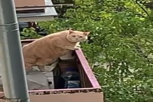 Lustige Katze auf dem Balkon