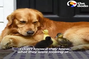 Ein Hund der ber drei Entenkken wacht