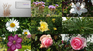 Fleurs des champs et autres - Feldblumen und andere
