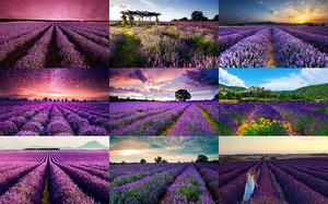 Lavender Fields - Lavendelfelder