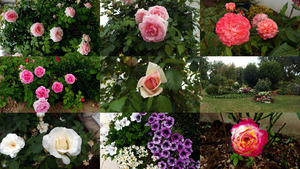 Les fleurs de Veretz - Die Blumen von Veretz