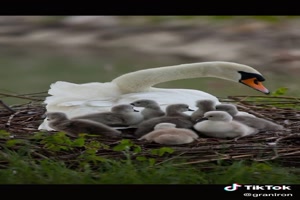 Swan---Schwan.mp4 auf www.funpot.net