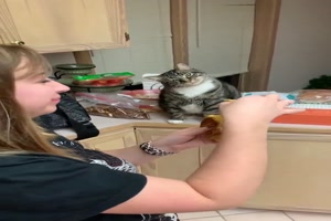 Katze isst mit