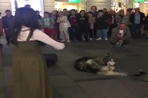 Hund singt mit