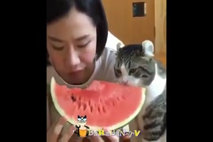 Freche-Katzen-in-Aktion.mp4 auf www.funpot.net