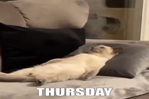 Die Woche einer Katze