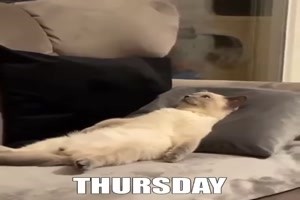 Die-Woche-einer-Katze.mp4 auf www.funpot.net